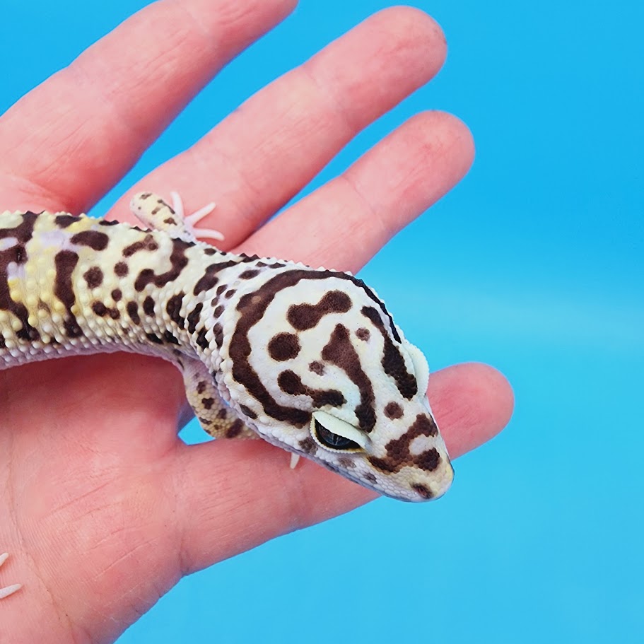 Male Hyper Xanthic Bold Bandit pos White & Yellow Leopard Gecko