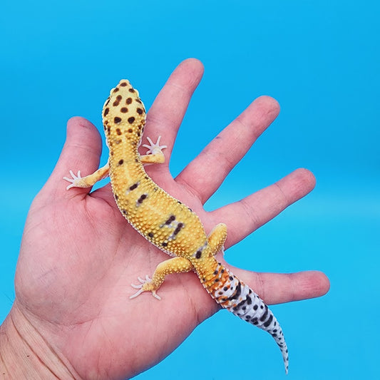 Male Mandarin Inferno Bold Leopard Gecko