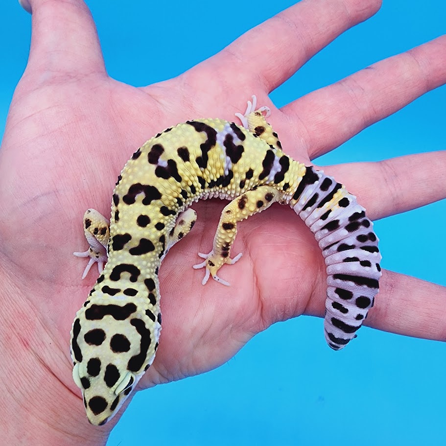 Male Highlighter Hyper Xanthic Bold Bandit Leopard Gecko