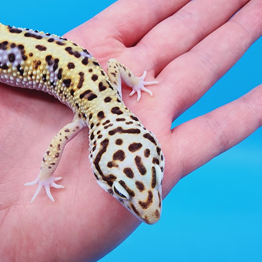 Male Highlighter White & Yellow Hyper Xanthic Bold Turcmenicus Leopard Gecko
