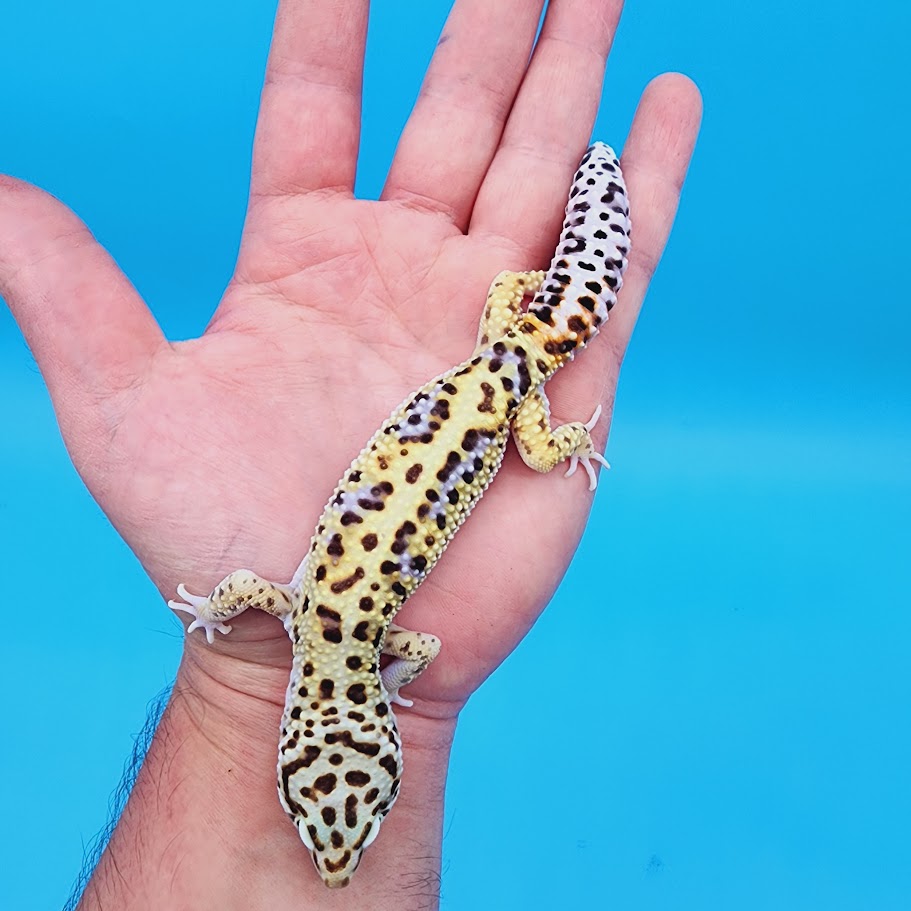 Male Highlighter White & Yellow Hyper Xanthic Bold Turcmenicus Leopard Gecko