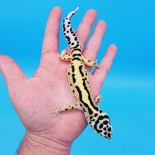 Male Highlighter Halloween Mask Hyper Xanthic Bold Stripe Bandit