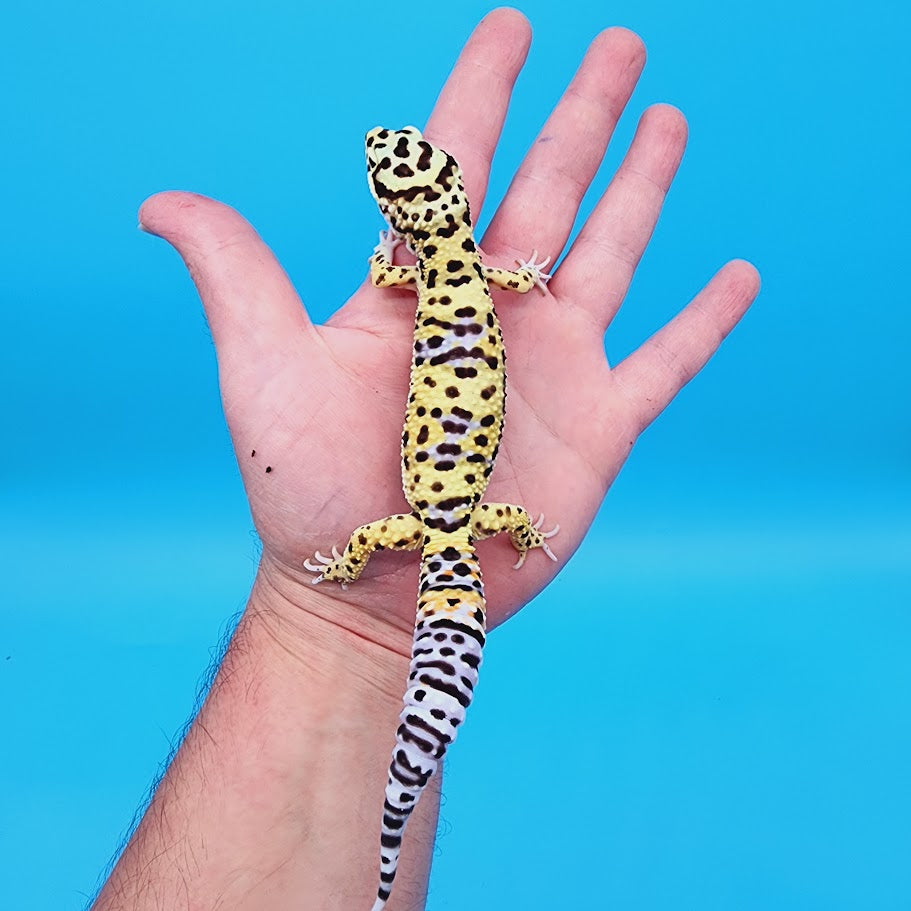 Male Bumblebee Hyper Xanthic Afghanicus Bold Bandit Leopard Gecko