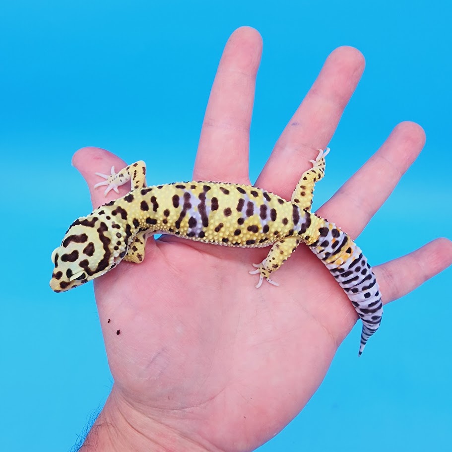 Male Bumblebee Hyper Xanthic Afghanicus Bold Bandit Leopard Gecko