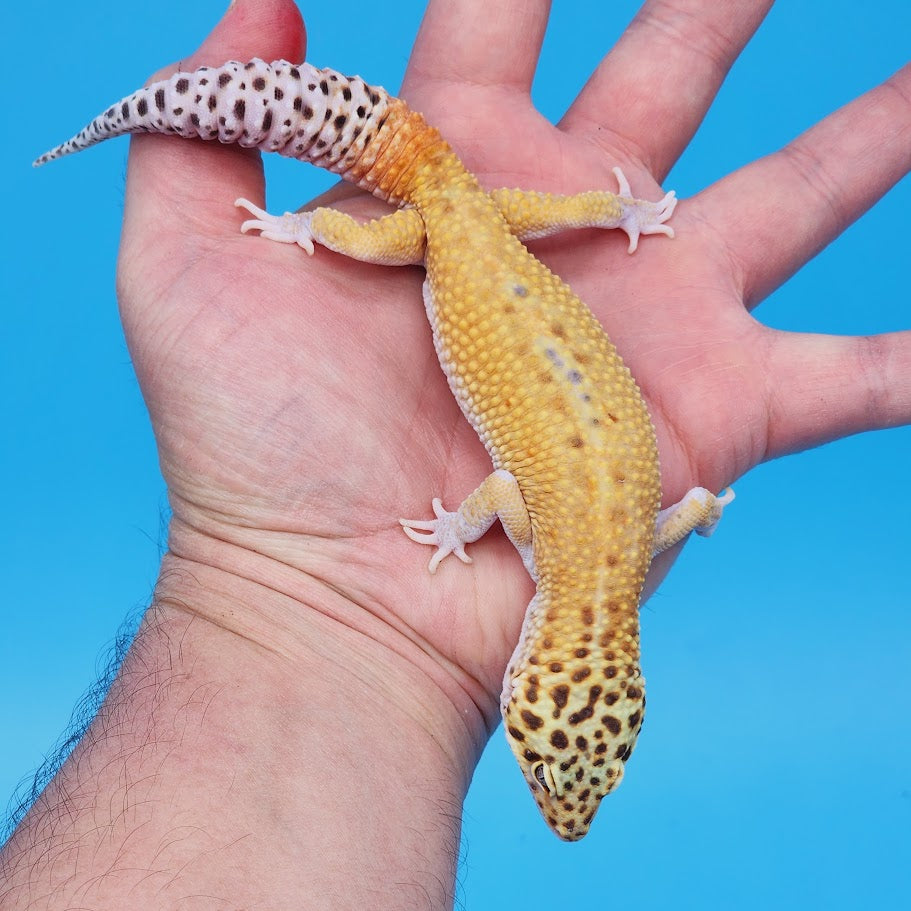 Male Mandarin Inferno Hyper Xanthic Bold possible White & Yellow Leopard Gecko