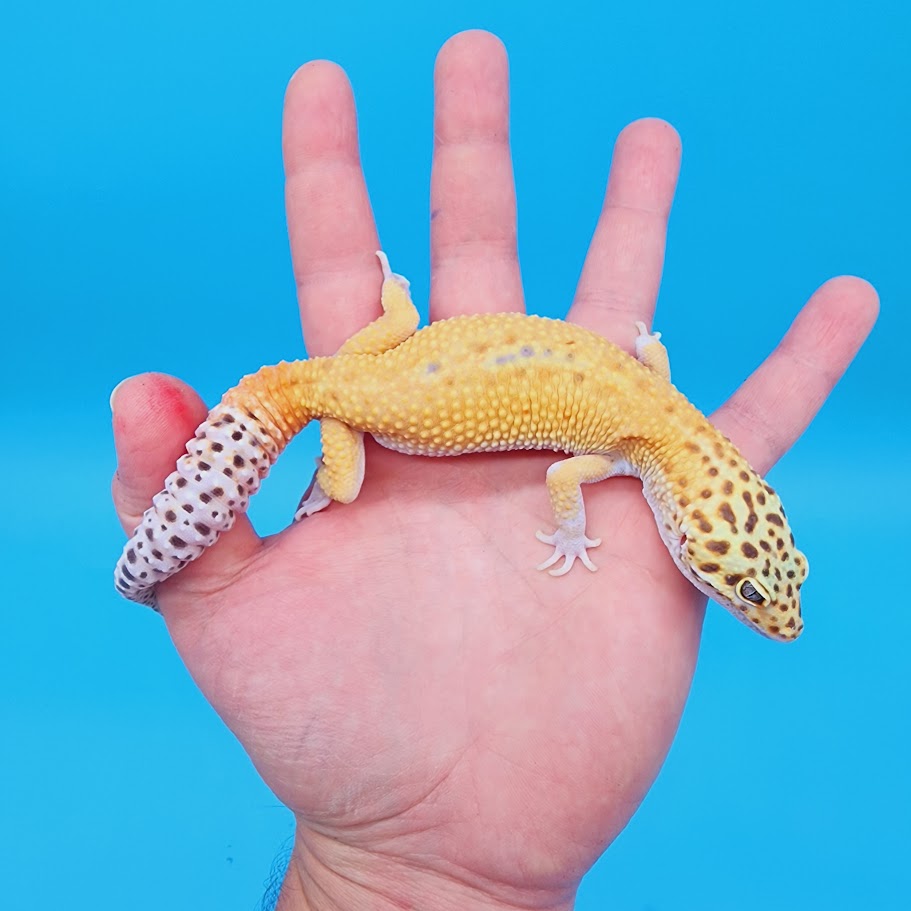 Male Mandarin Inferno Hyper Xanthic Bold possible White & Yellow Leopard Gecko