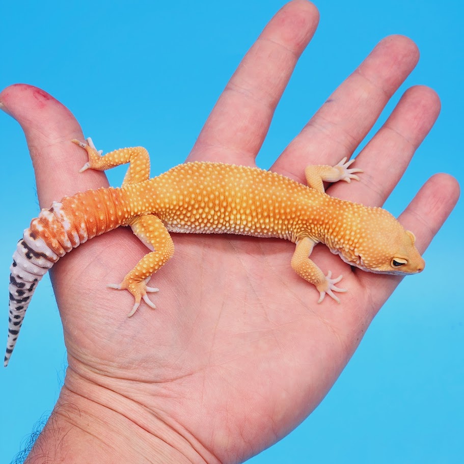 Male Super Hypo Mandarin Hyper Xanthic Bold Baldy Leopard Gecko