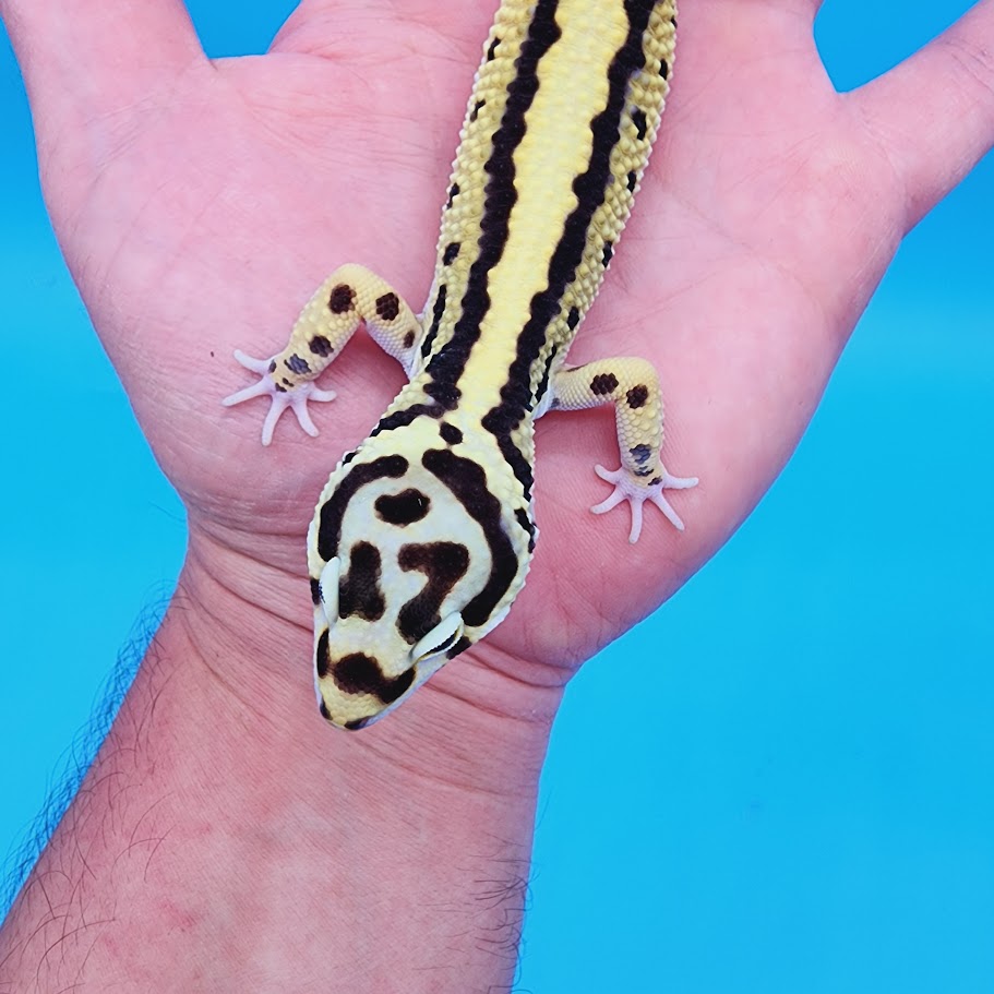 Male Highlighter Halloween Mask Hyper Xanthic Bold Stripe Bandit