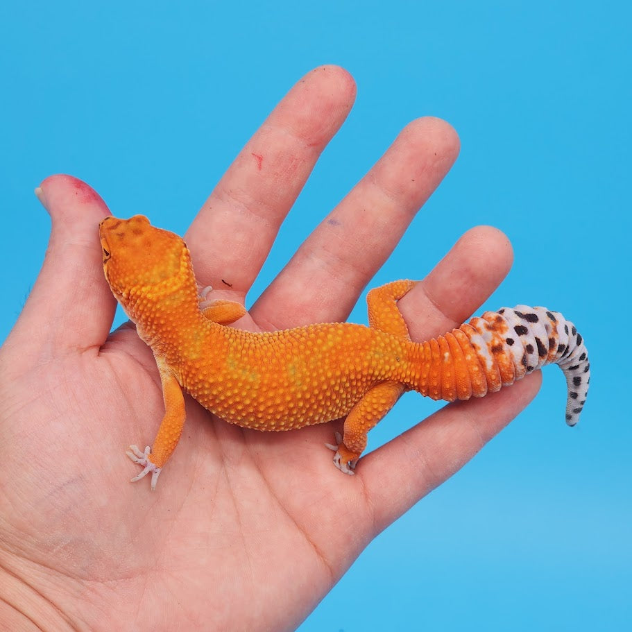 Female Mandarin Inferno Fire Jungle Emerine Leopard Gecko