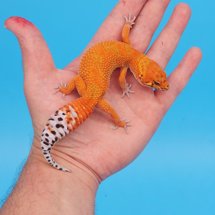 Female Mandarin Inferno Fire Jungle Emerine Leopard Gecko