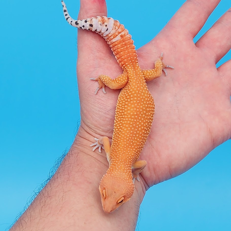 Female Mandarin Inferno Super Hypo Baldy Leopard Gecko