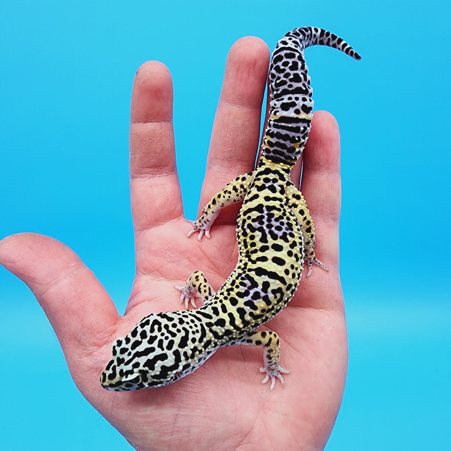 Male 50% Black Night