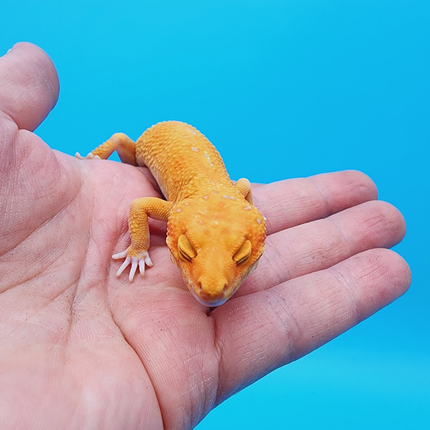 Male Manferno Tremper Albino White Spot