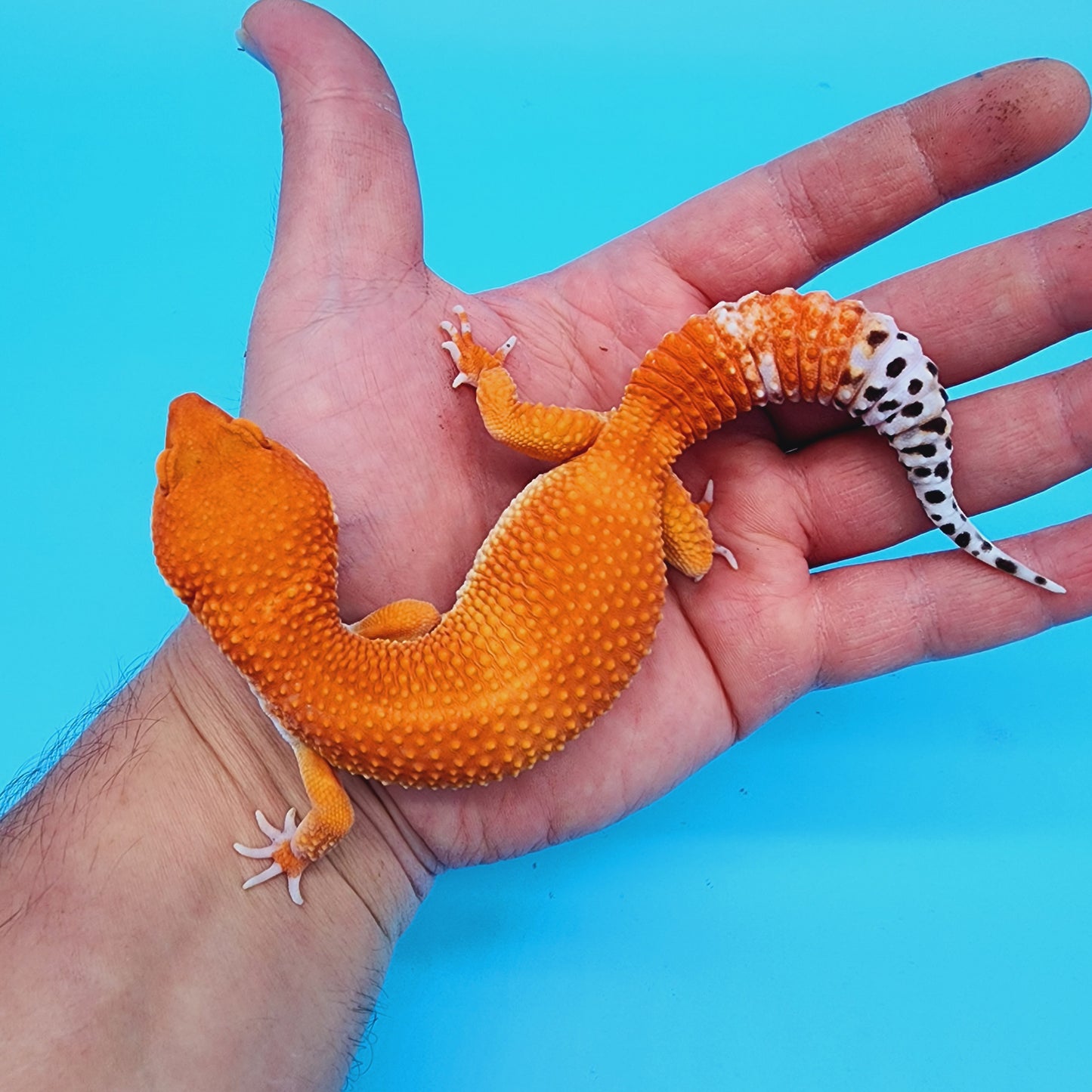 Female White Lip Red Dragon (DEEP ORANGE)