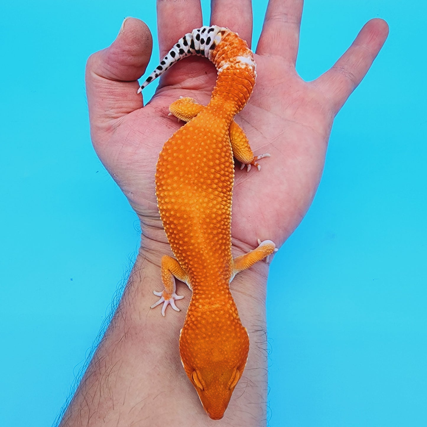 Female White Lip Red Dragon (DEEP ORANGE)