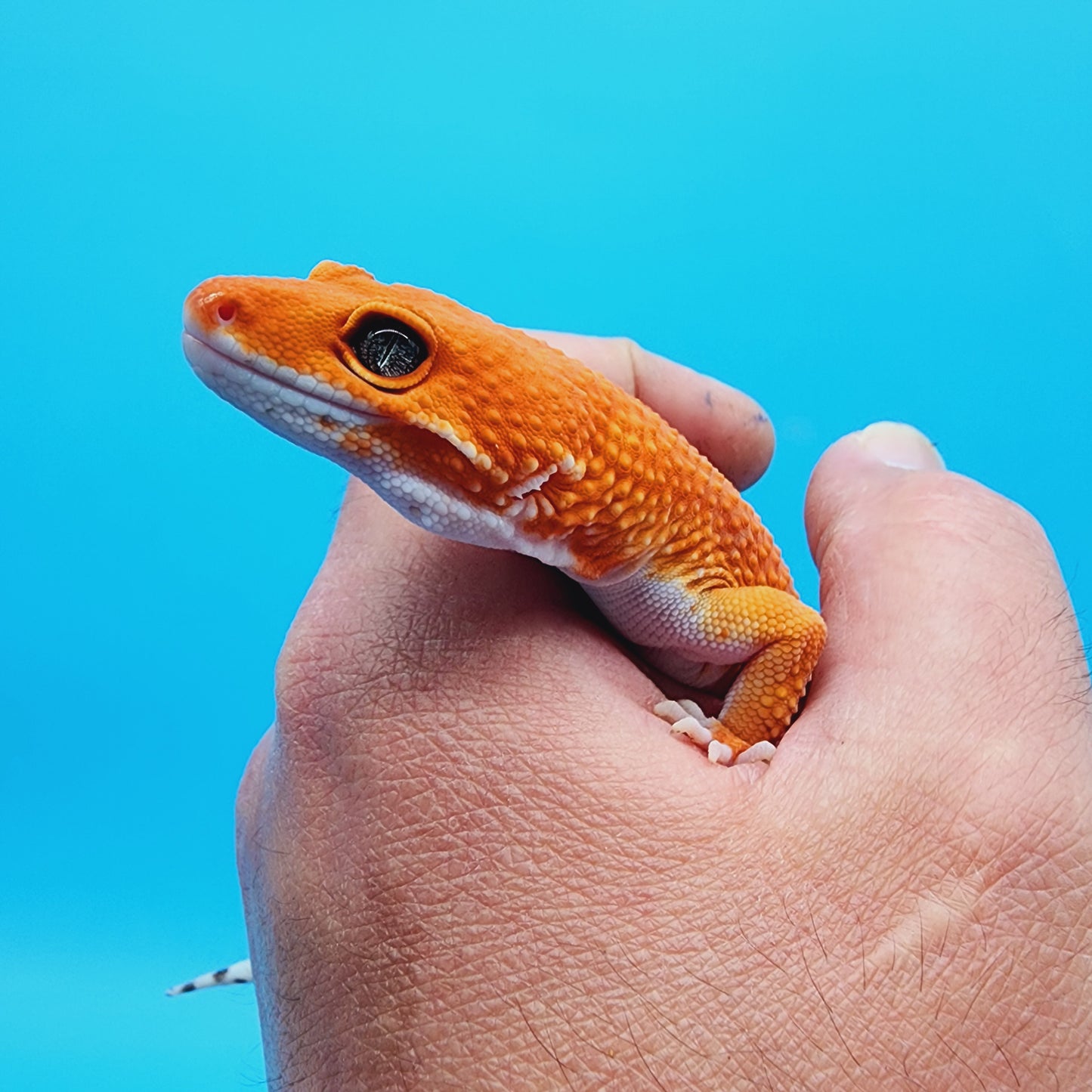 Female White Lip Red Dragon (DEEP ORANGE)