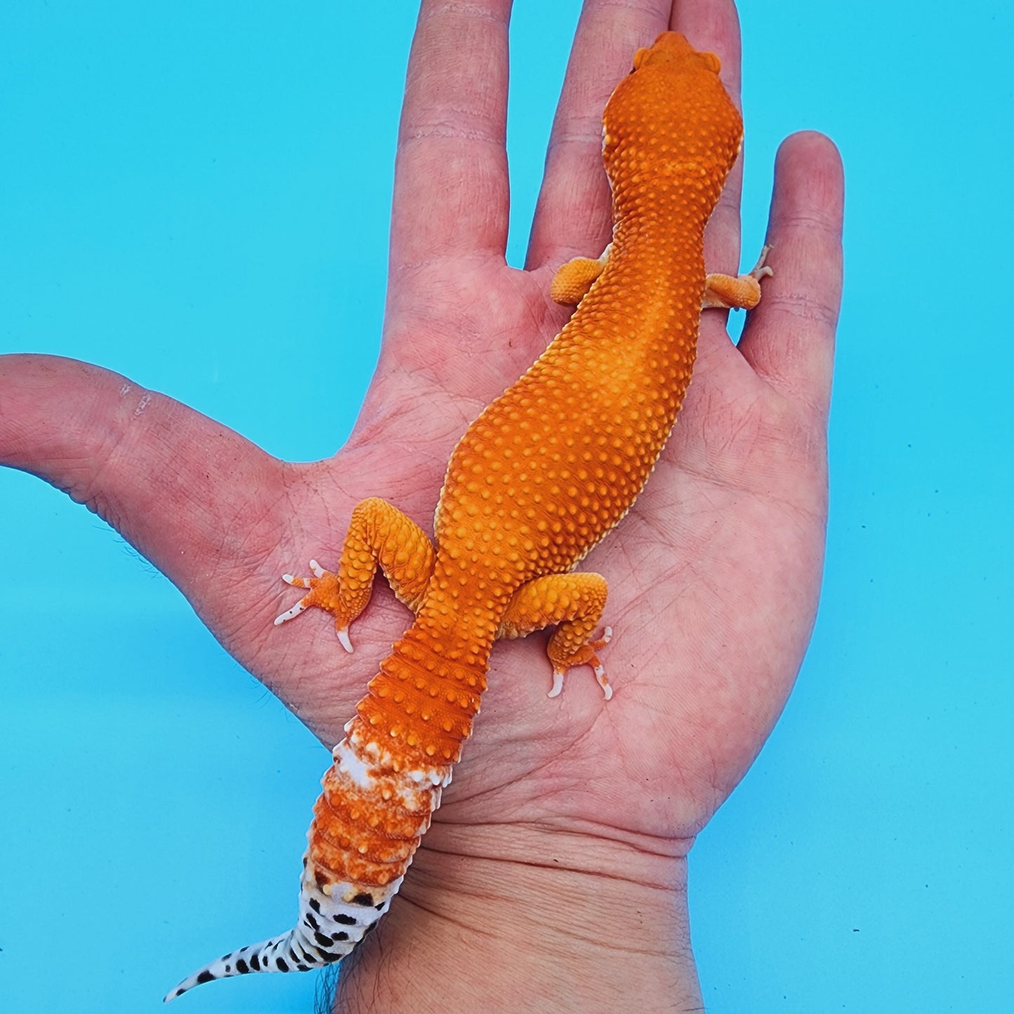 Female White Lip Red Dragon (DEEP ORANGE)