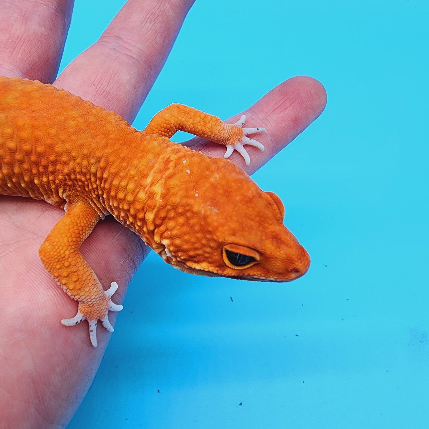 Male Red Dragon (DEEP ORANGE)