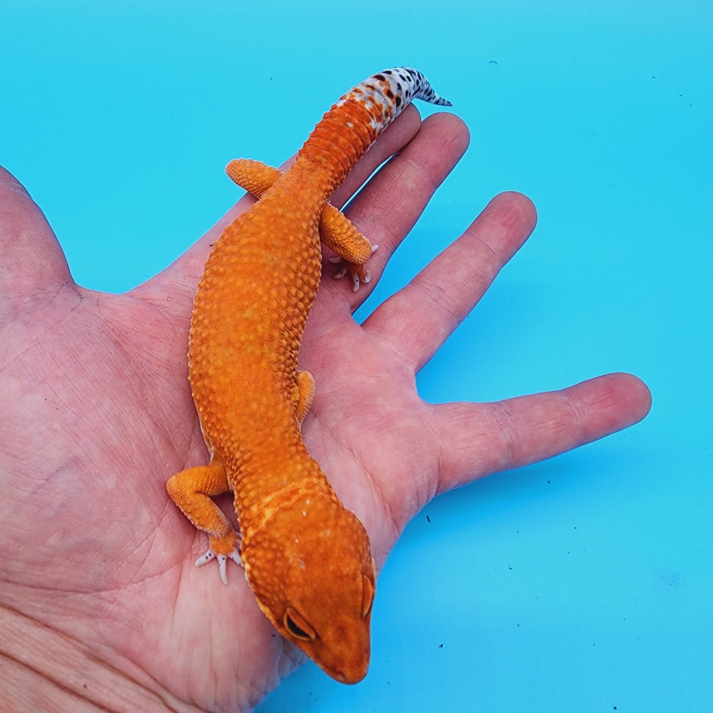 Male Red Dragon (DEEP ORANGE)