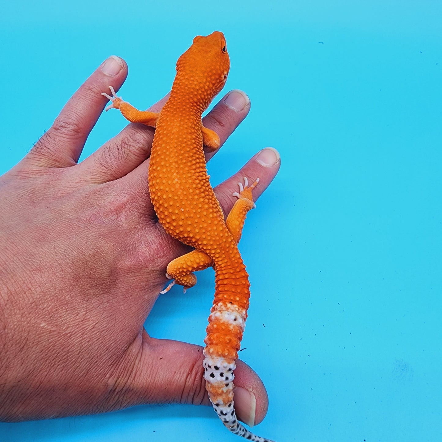 Male Red Dragon (DEEP ORANGE)