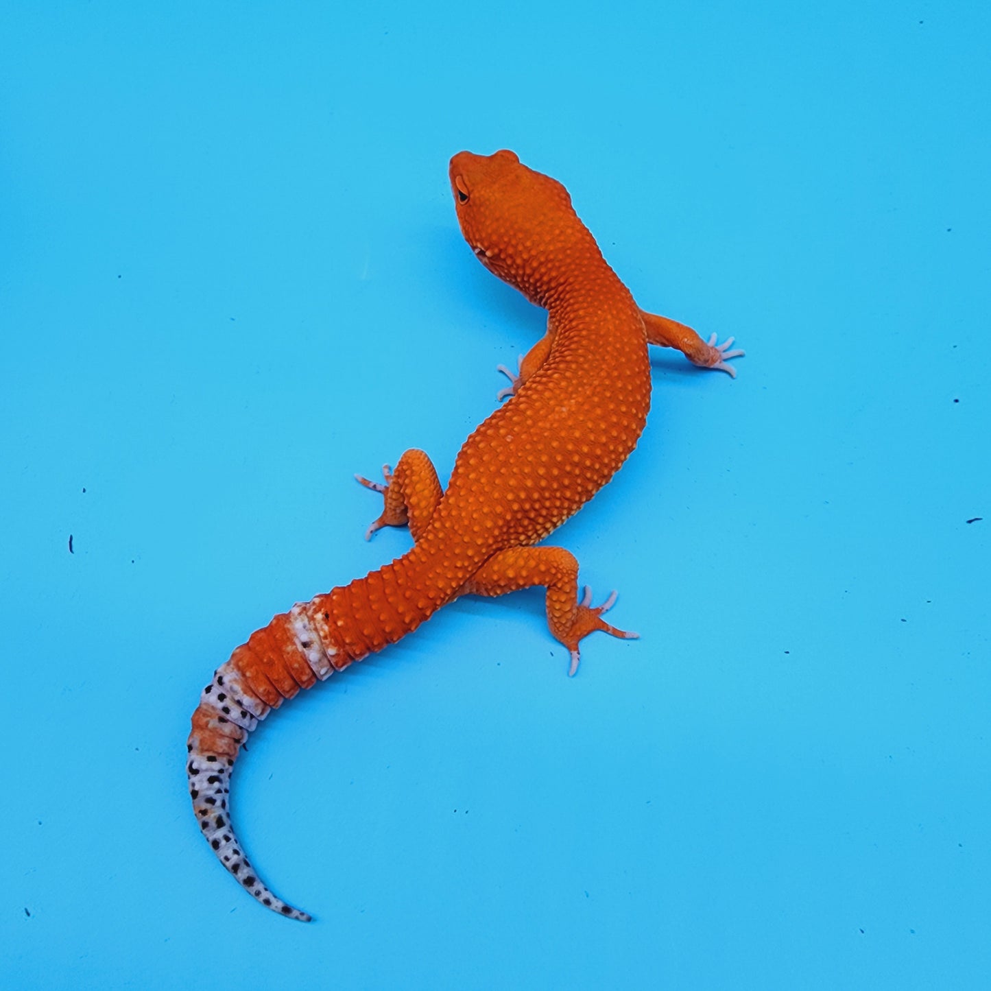 Male Red Dragon (DEEP ORANGE)