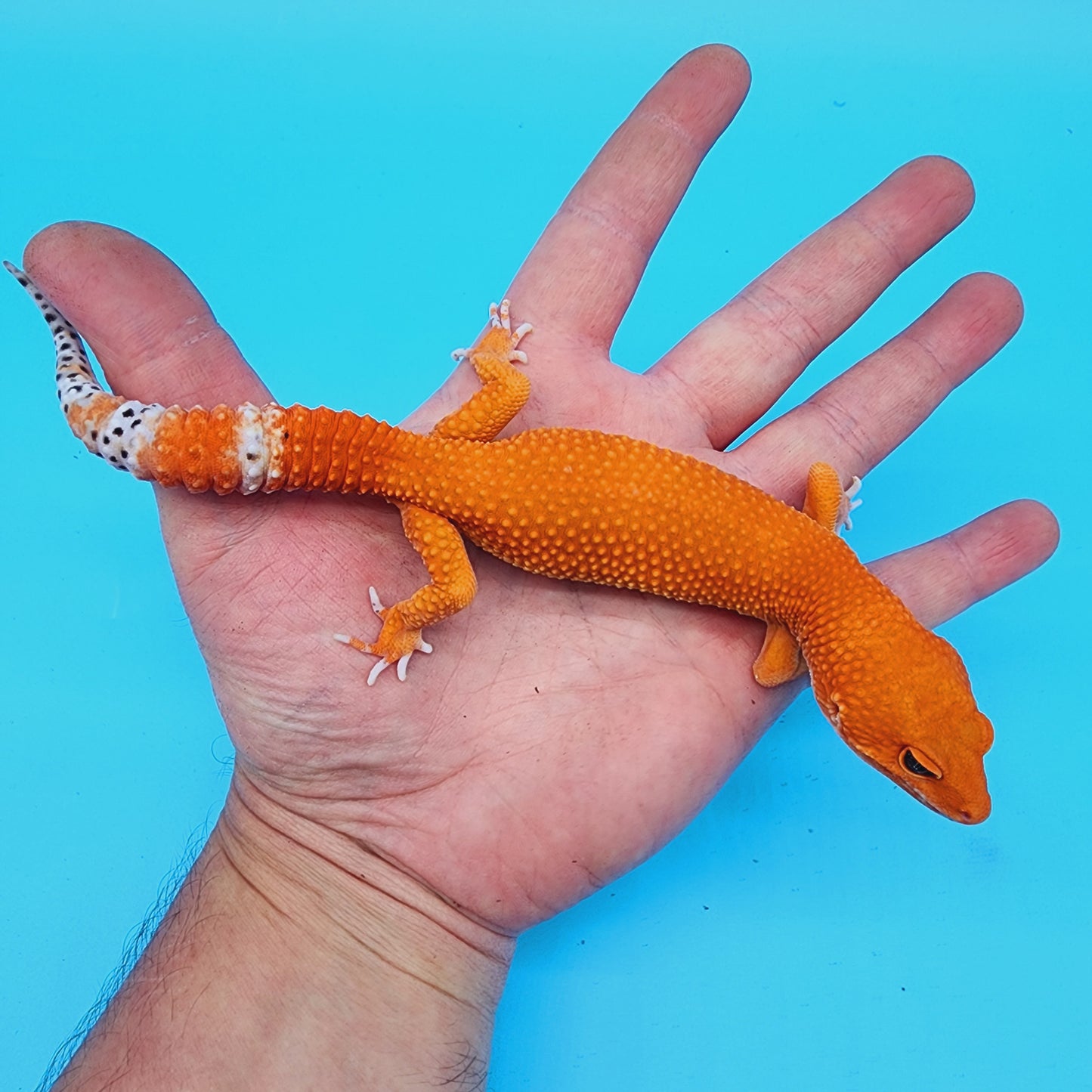 Male Red Dragon (DEEP ORANGE)