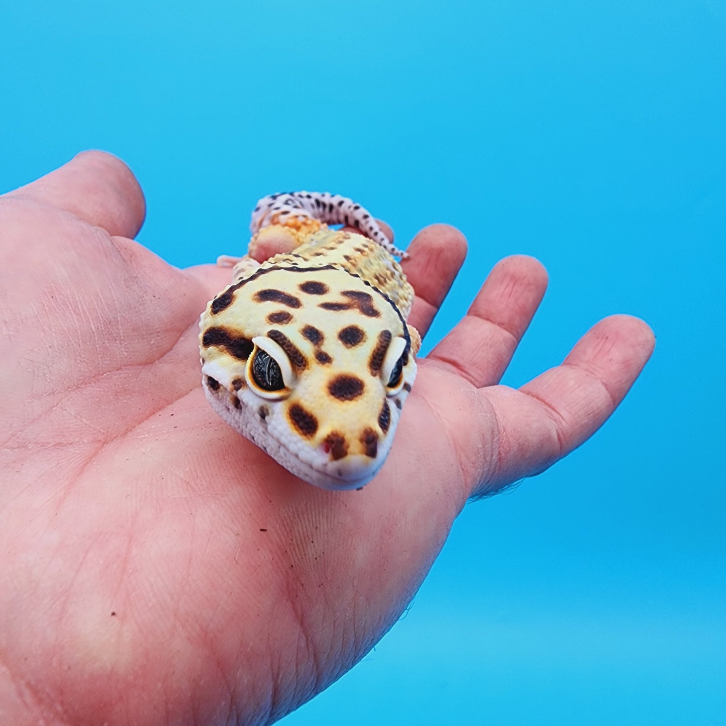 Male Manferno Bold White & Yellow