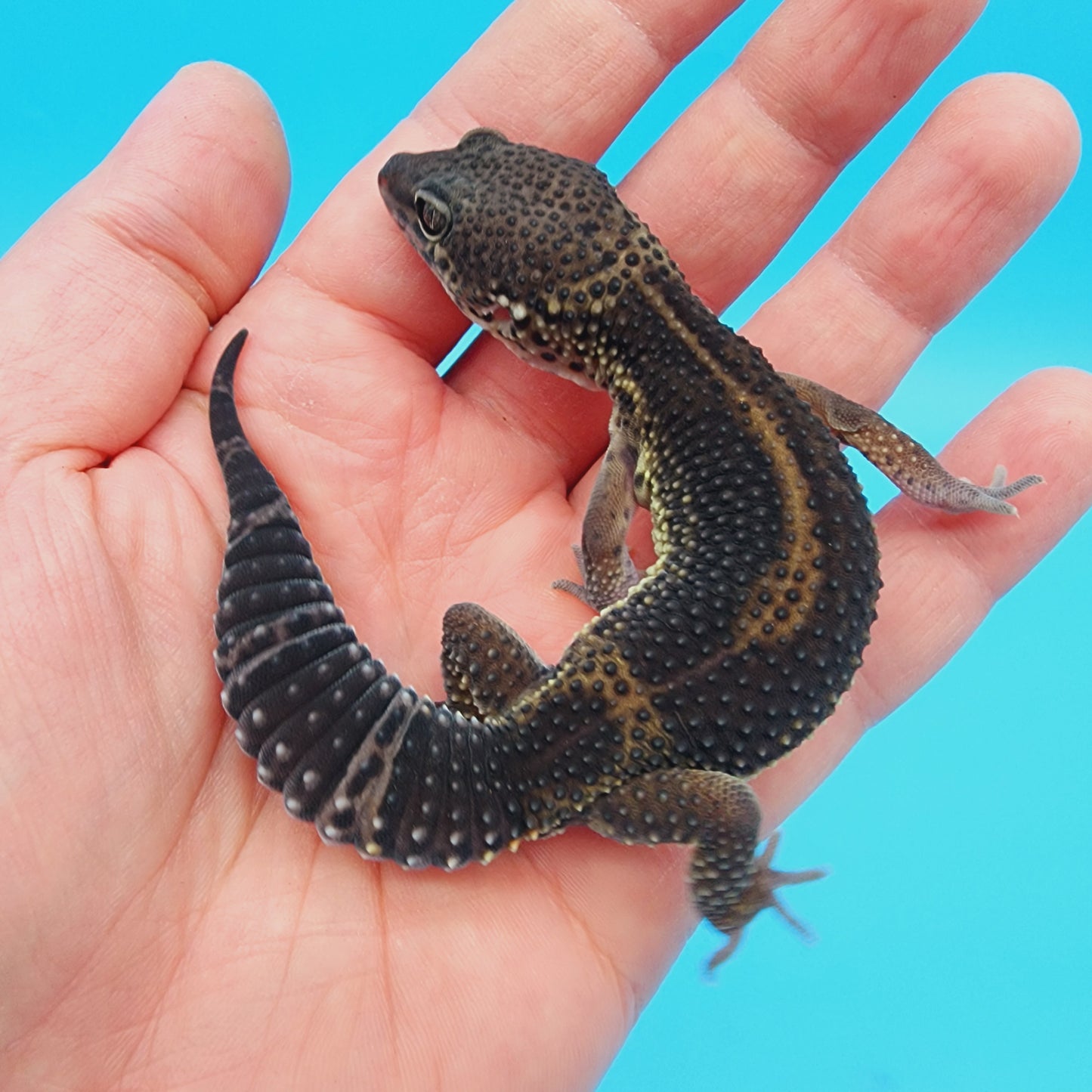 Male Black Night (A-Tier) FREE SHIPPING