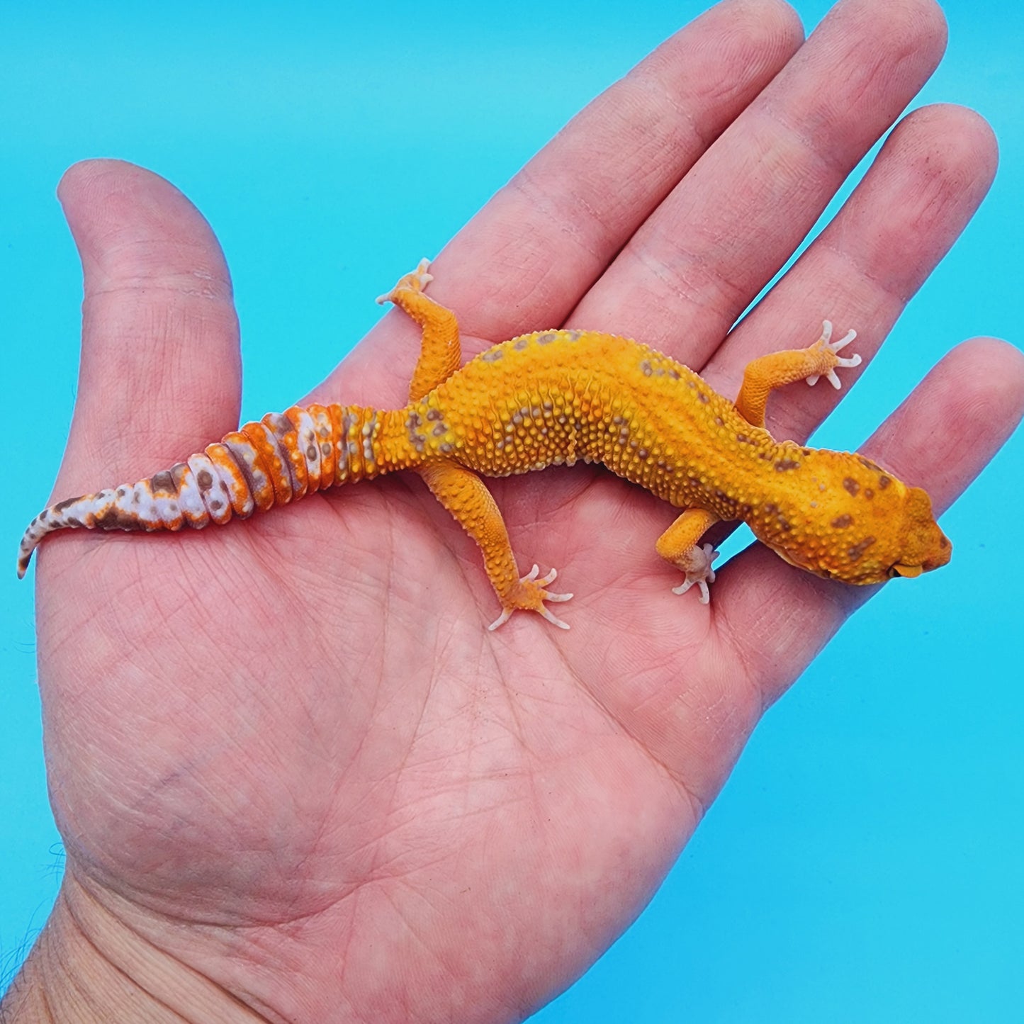 Female Red Stripe Manferno Tremper Albino Jungle