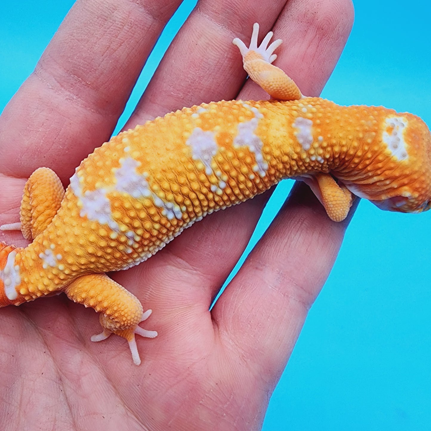 Male Red Diamond White Drip Tremper Albino Jungle