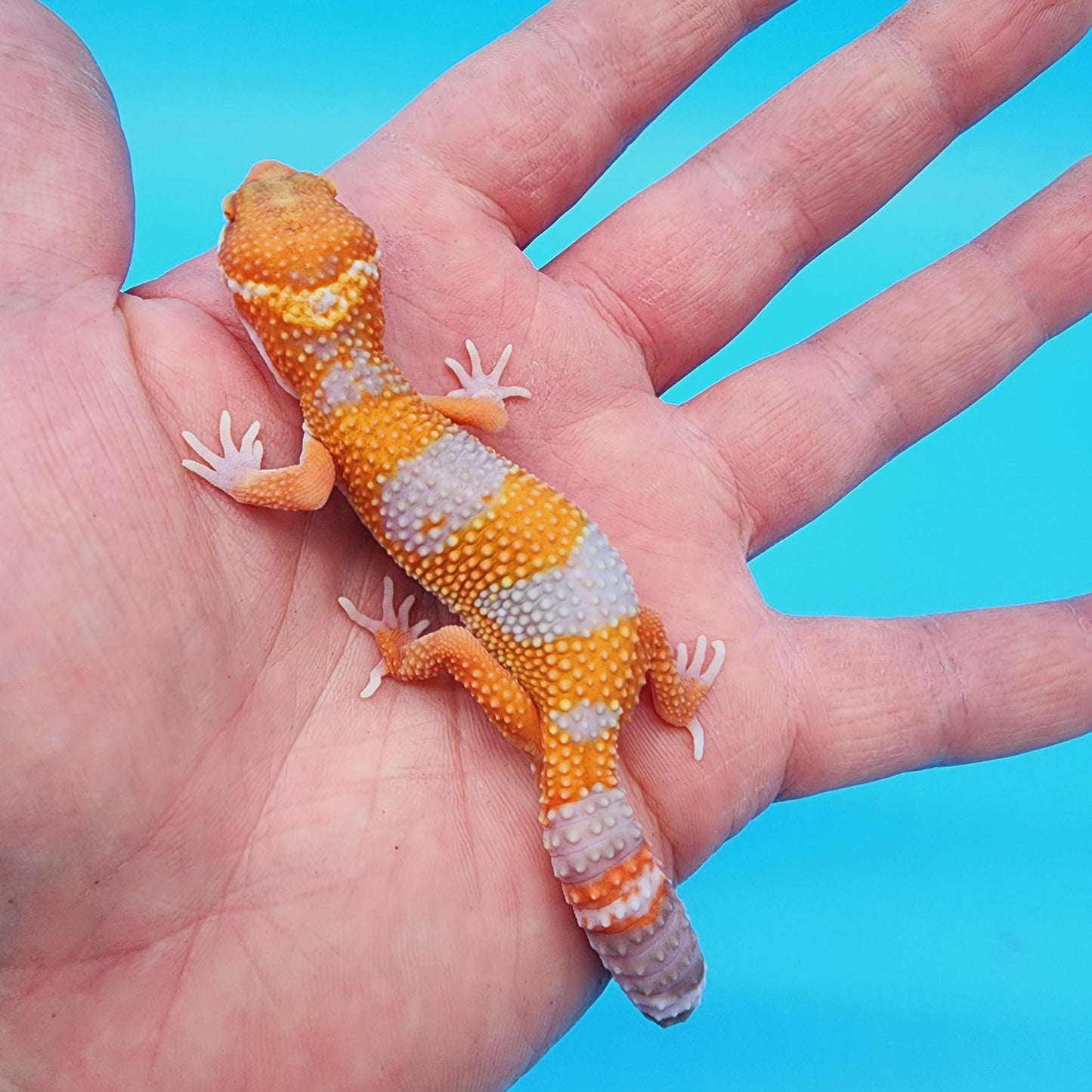 Unsexed Red Diamond Manferno White Spot Tremper Albino