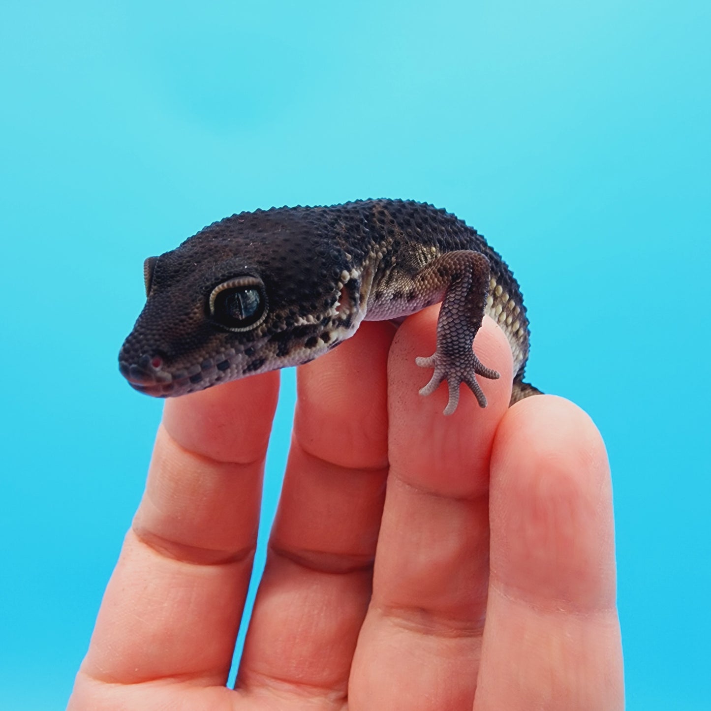 Male Black Night (S-Tier) FREE SHIPPING