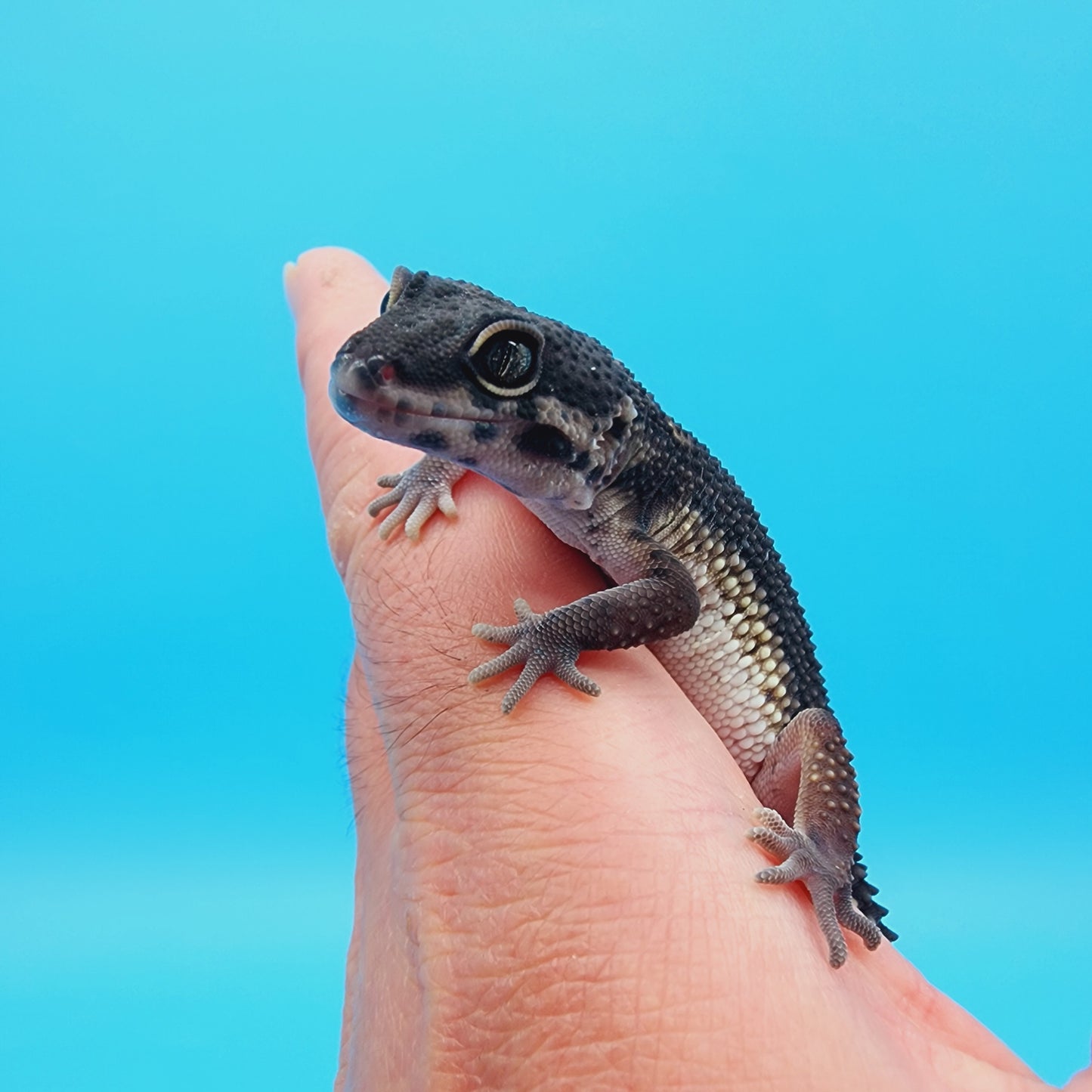 Female Black Night (A-Tier)