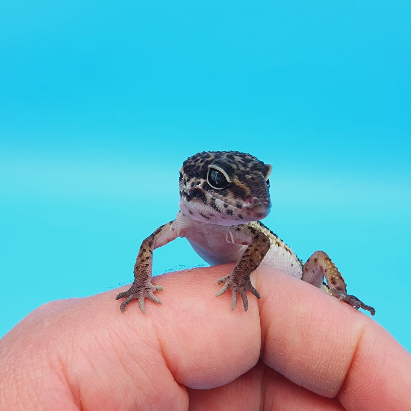 Female Black Night (A-Tier)