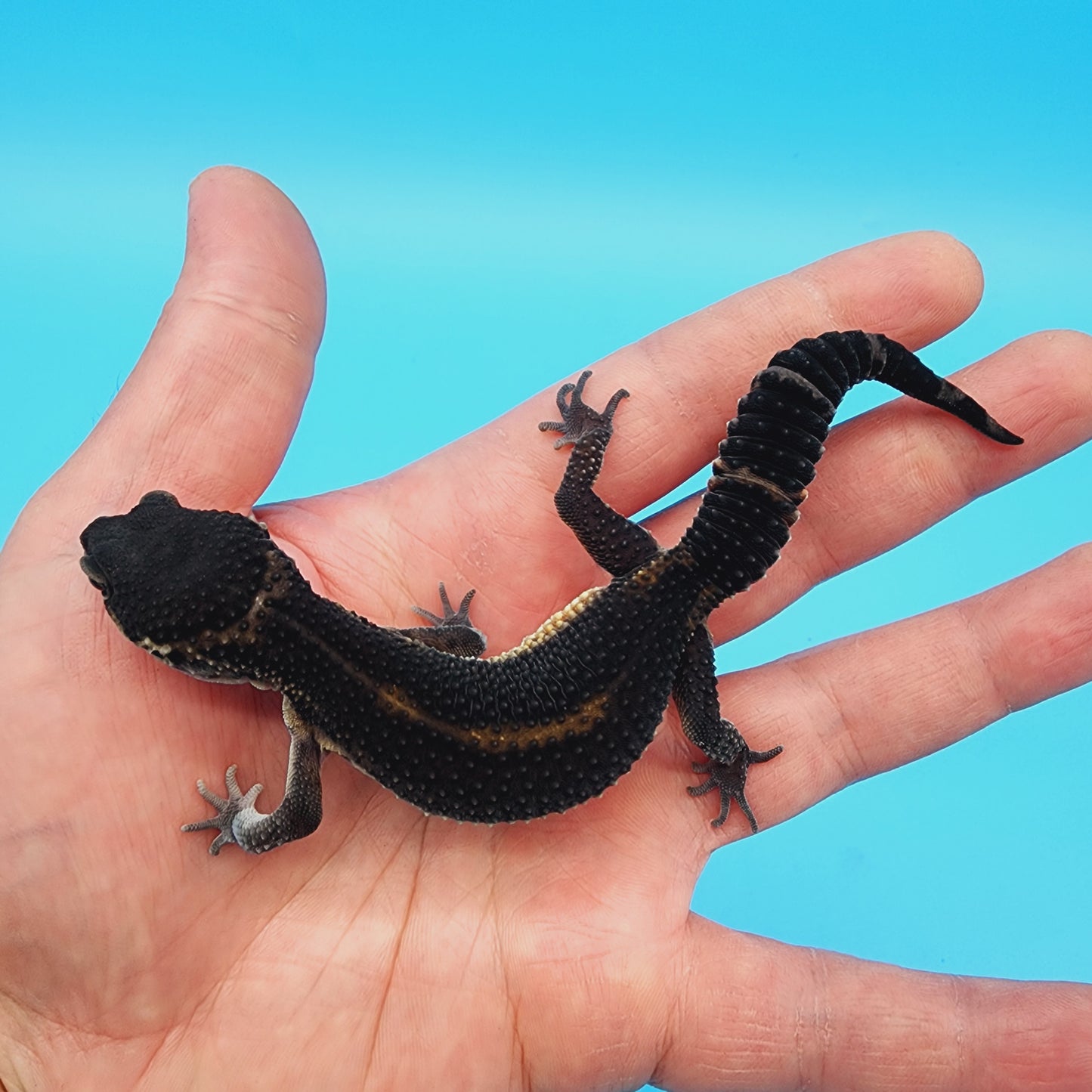 Unsexed Black Night (A-Tier) FREE SHIPPING (slight wavy tail tip)