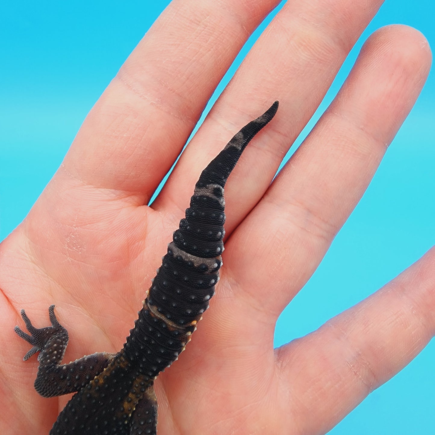 Unsexed Black Night (A-Tier) FREE SHIPPING (slight wavy tail tip)