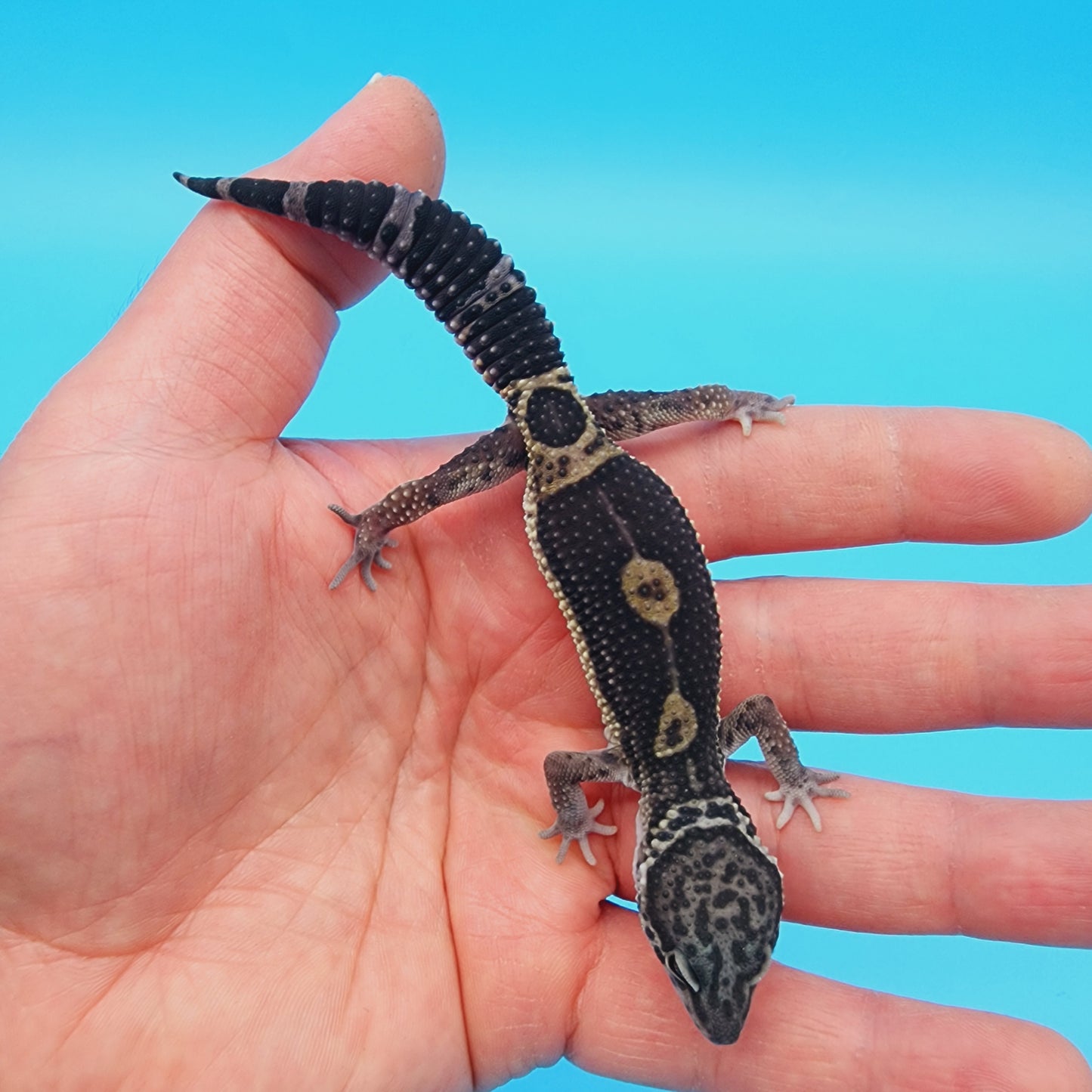 Unsexed Black Night (B-Tier)