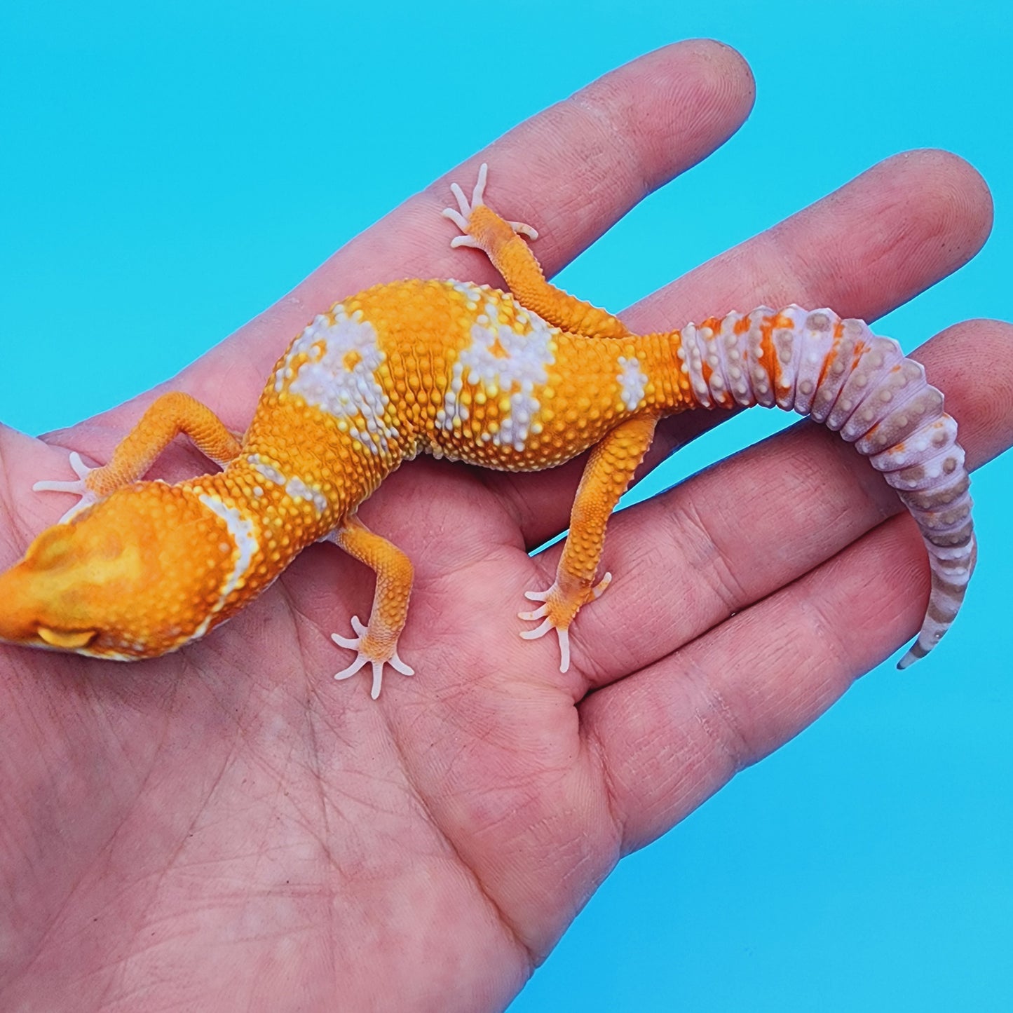 Male Red Diamond Manferno Tremper Albino