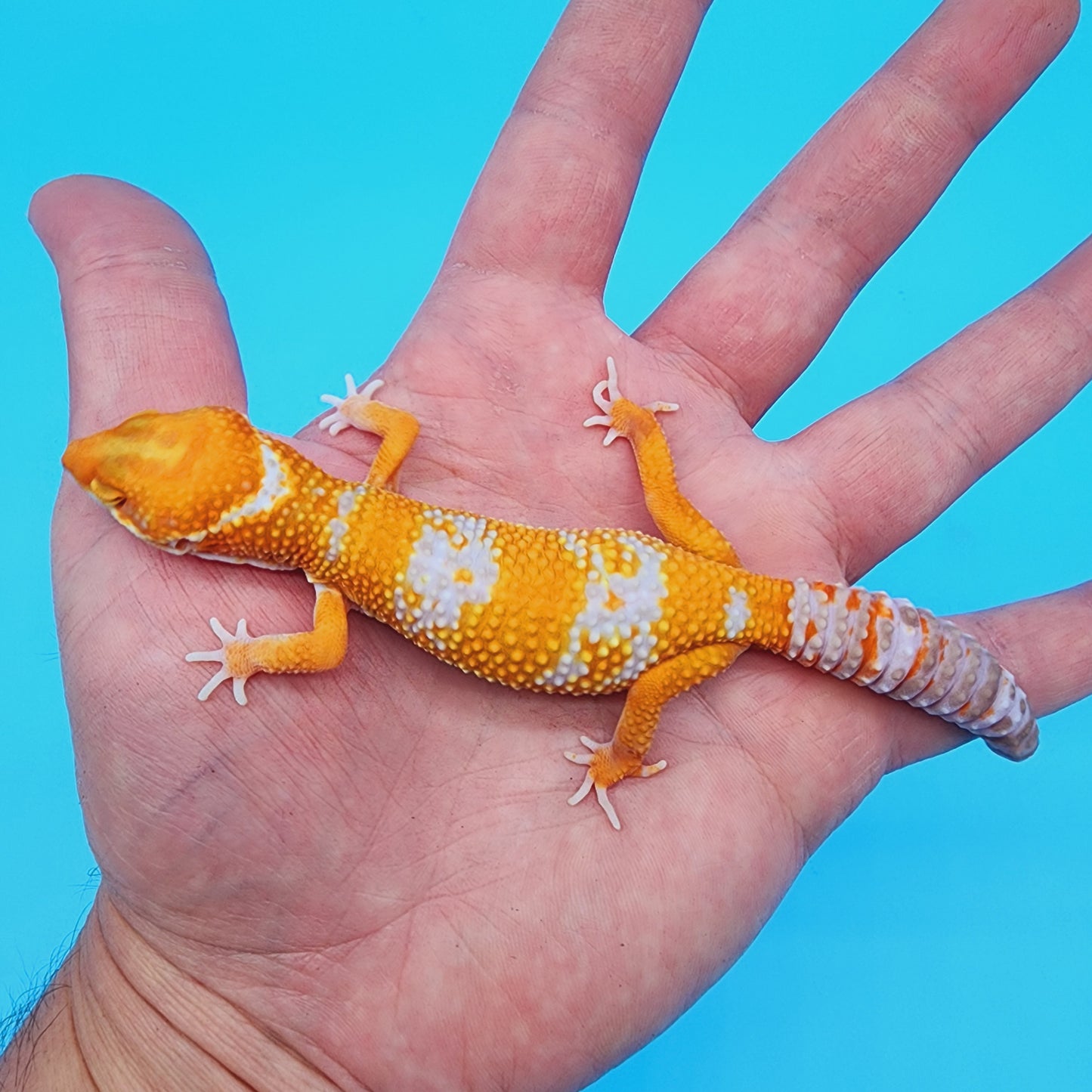 Male Red Diamond Manferno Tremper Albino