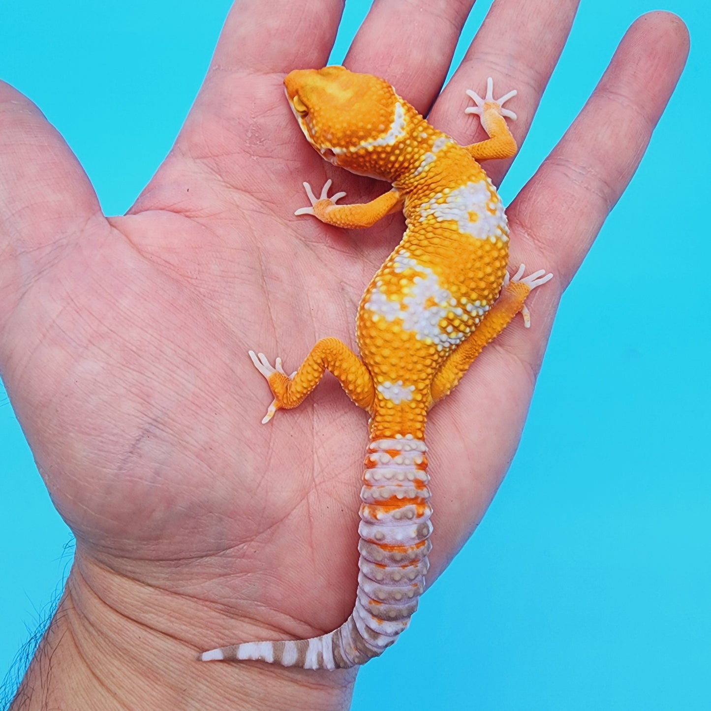 Male Red Diamond Manferno Tremper Albino