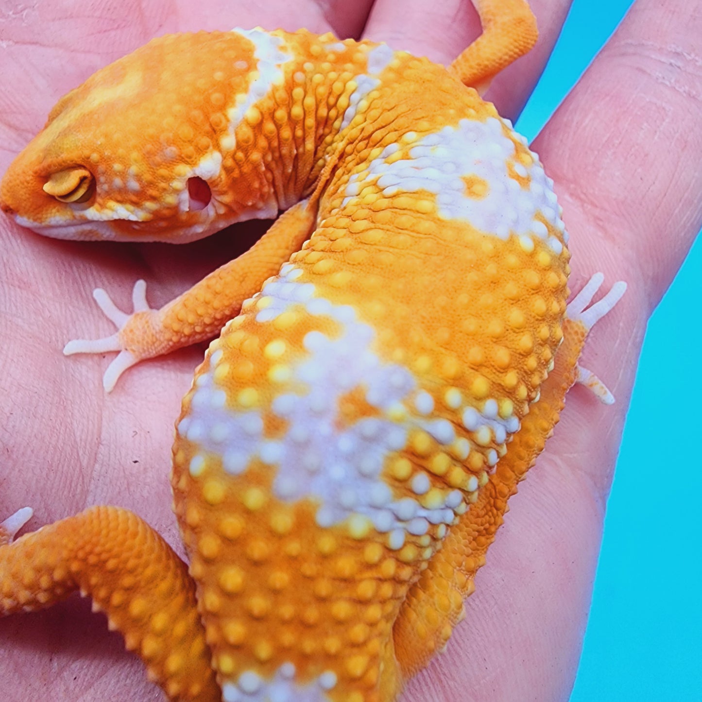 Male Red Diamond Manferno Tremper Albino