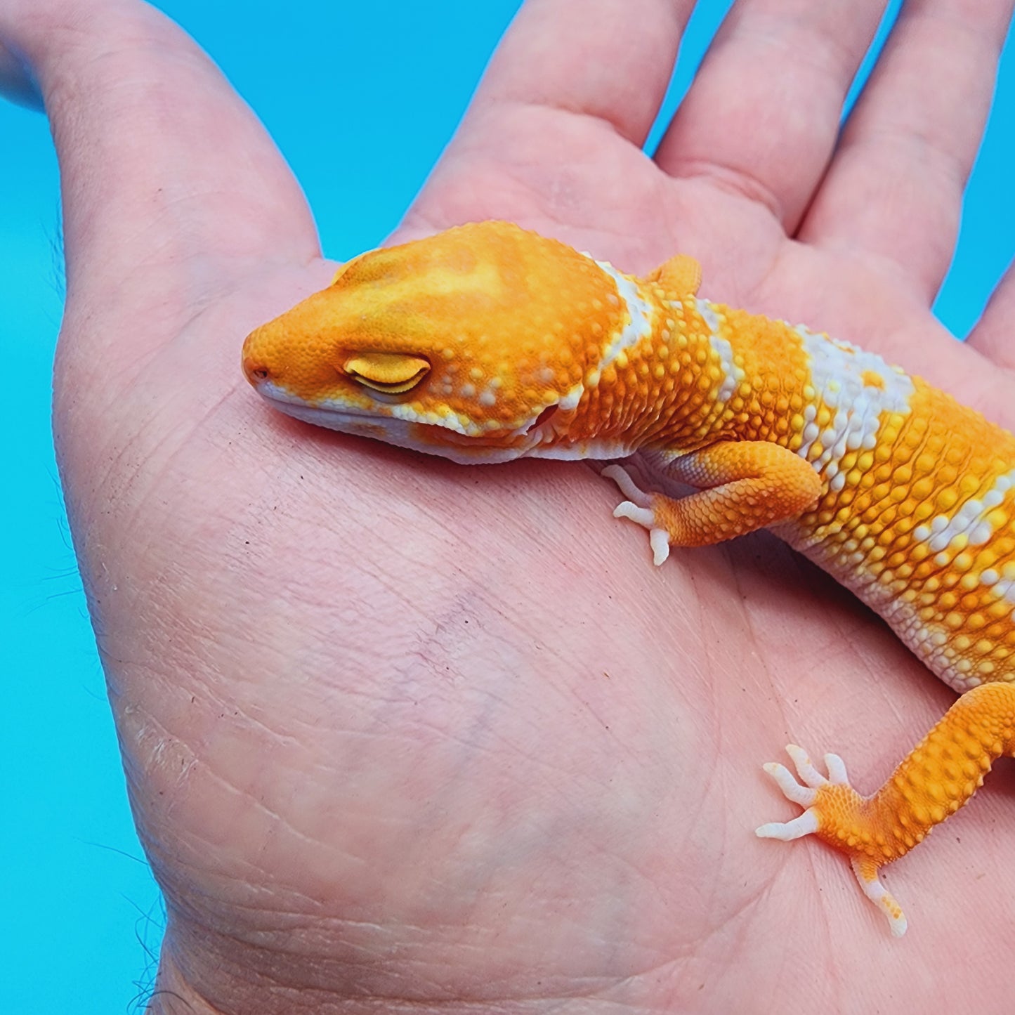 Male Red Diamond Manferno Tremper Albino