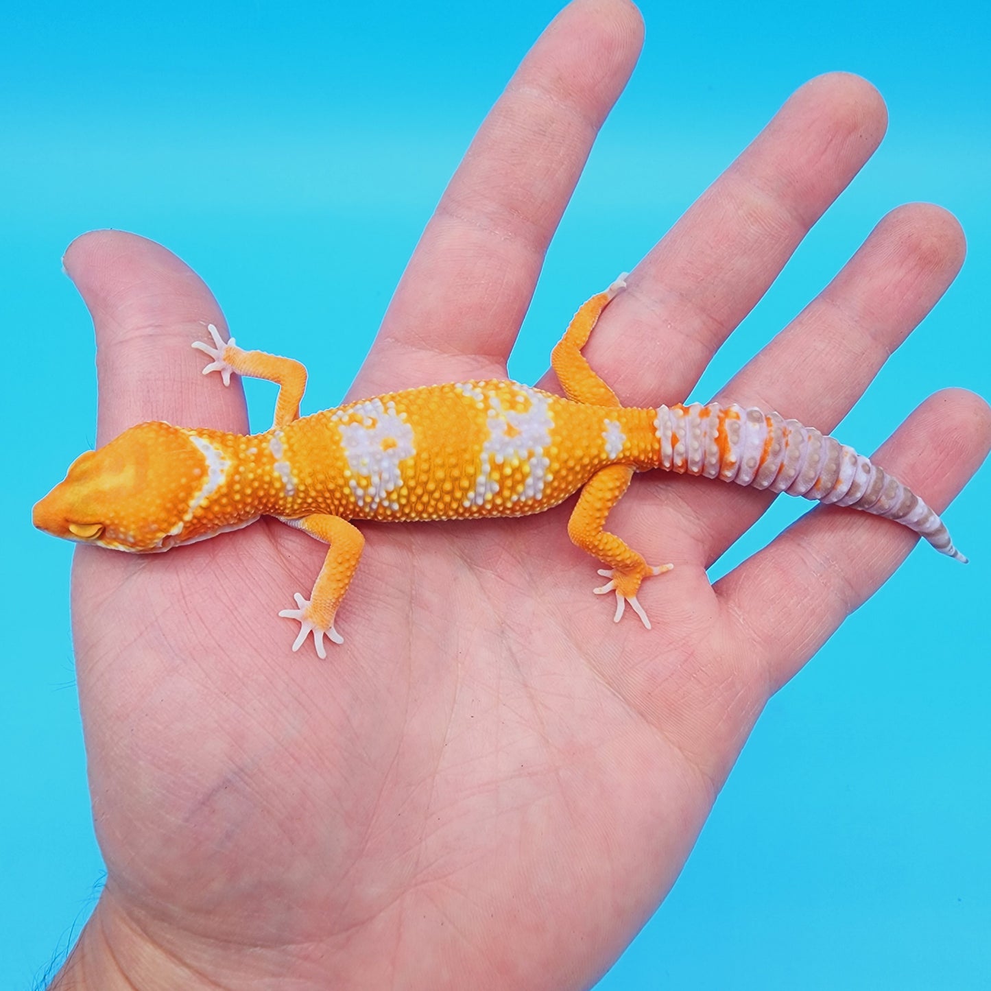 Male Red Diamond Manferno Tremper Albino