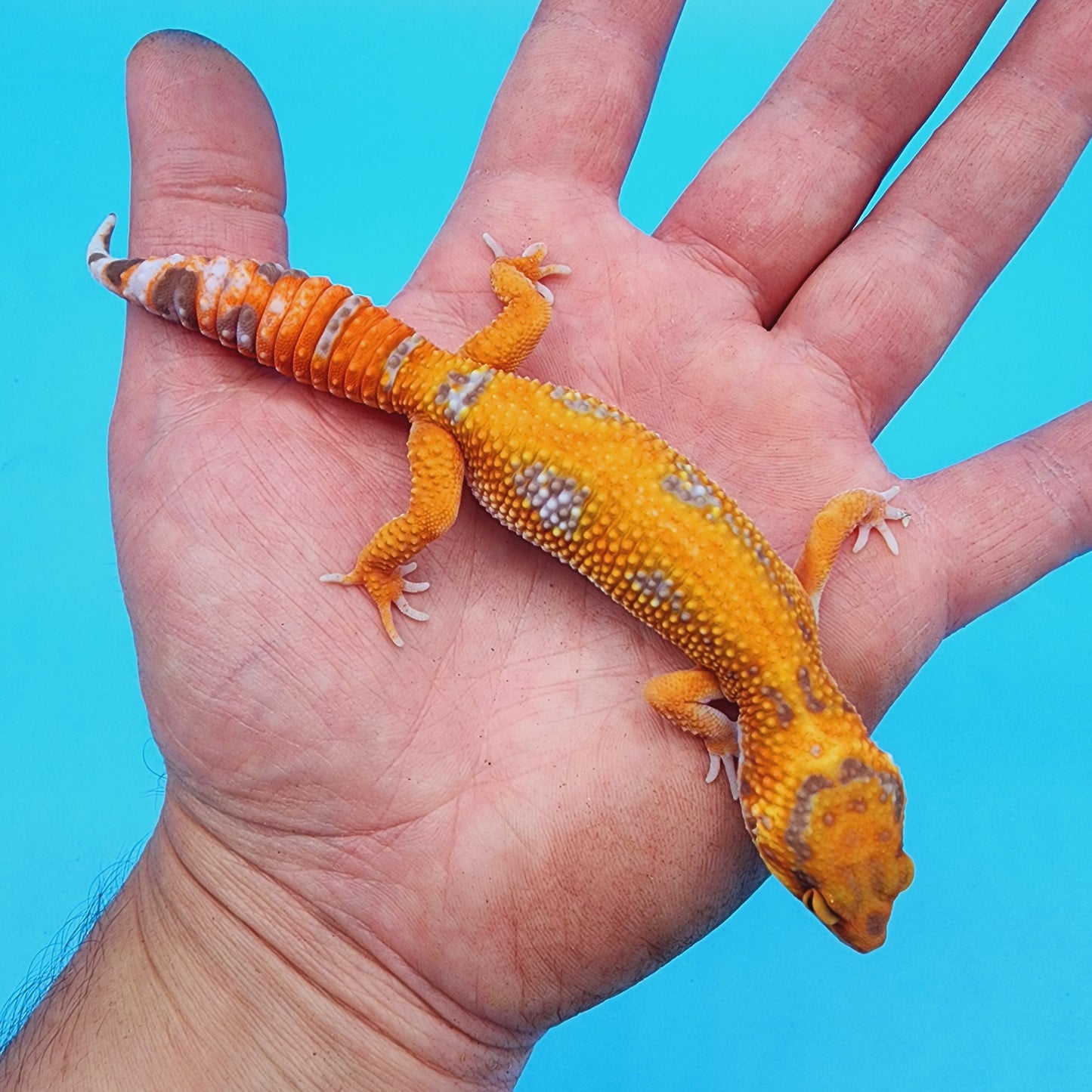 Unsexed Red Stripe Manferno Tremper Albino Jungle