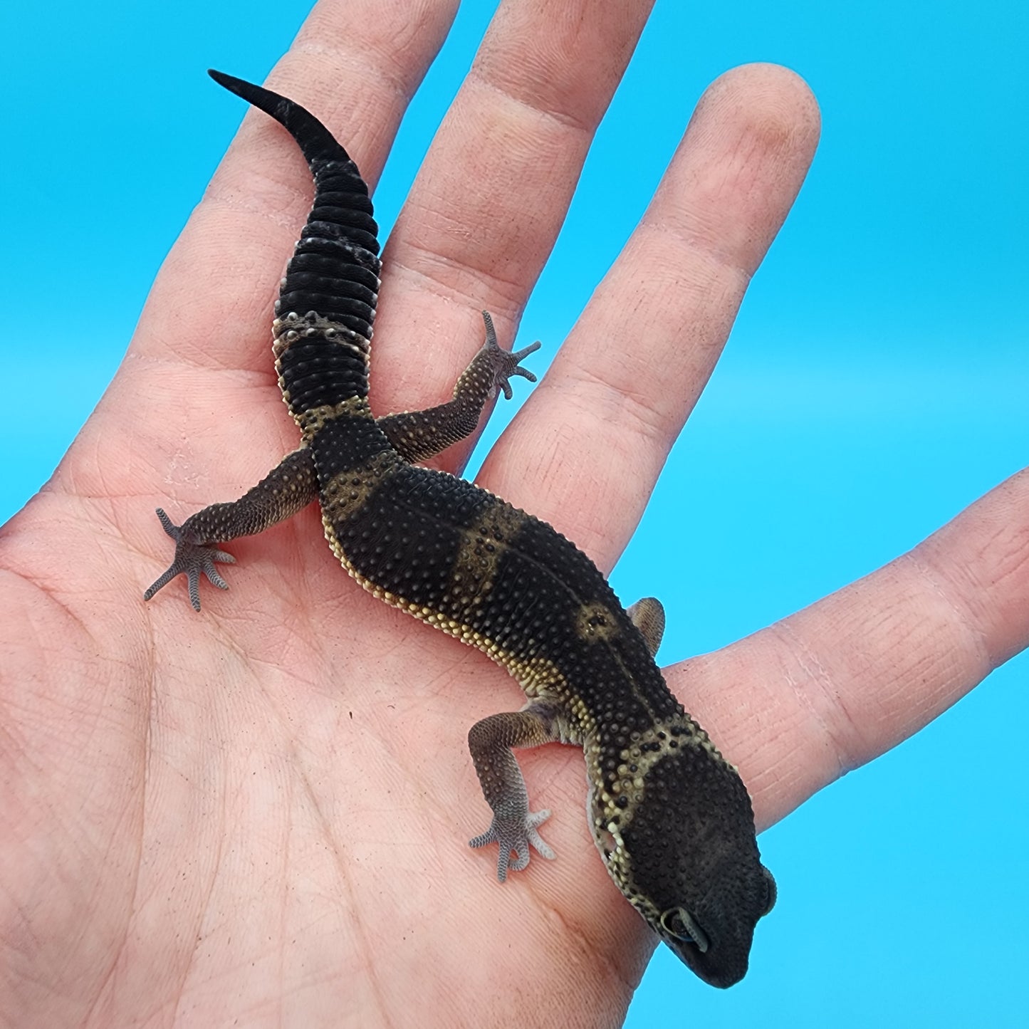 Female Black Night Mandarin (A-Tier)