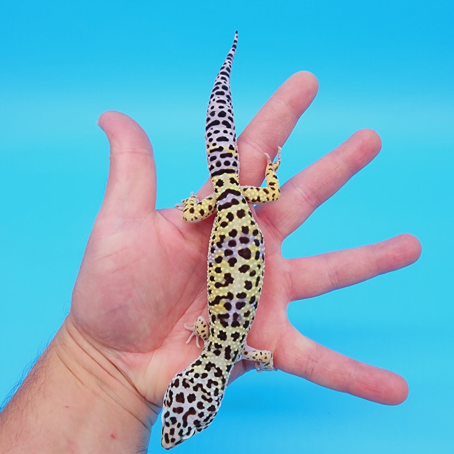 Male Afghanicus Turcmenicus