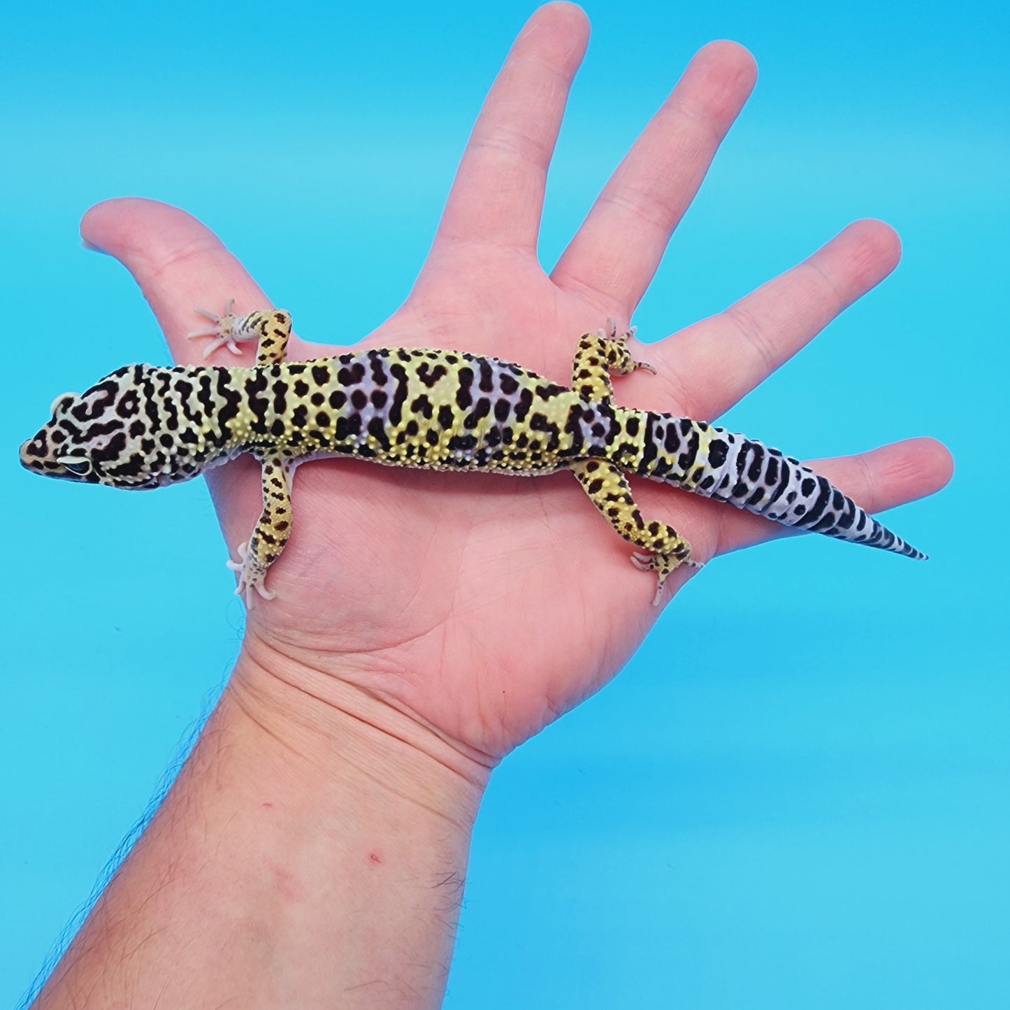 Male Afghanicus Turcmenicus (human head stamp)