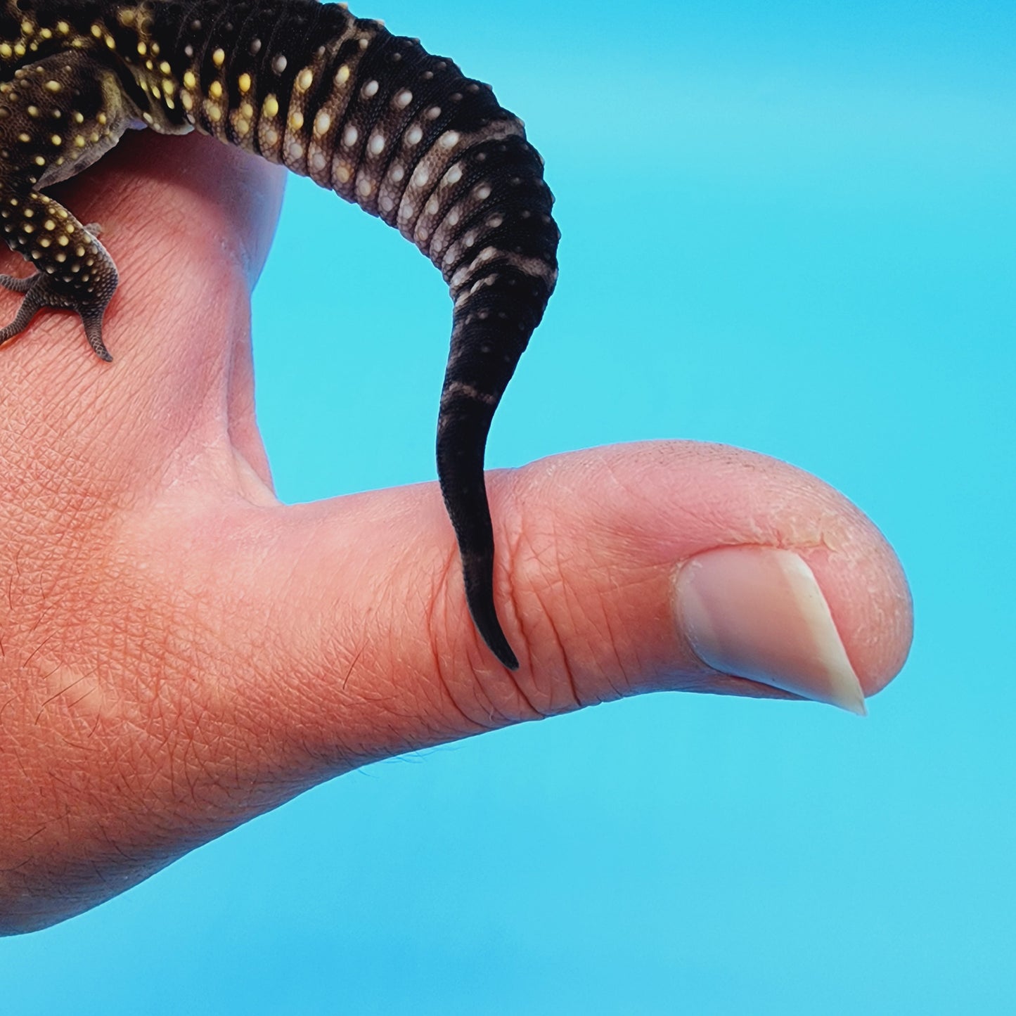 Male Black Night (A-Tier) FREE SHIPPING