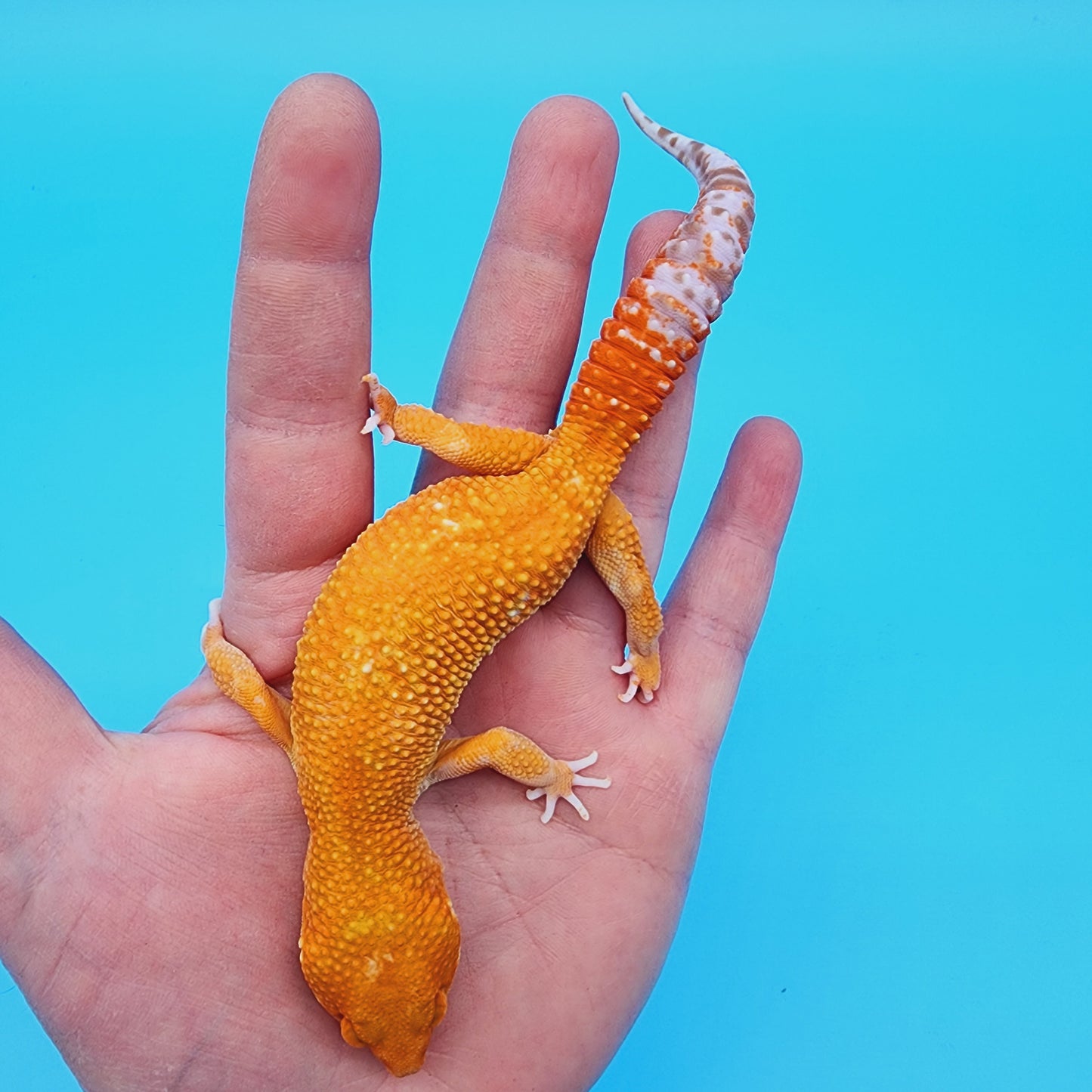 Male Inferno Tremper Albino Carrot Tail