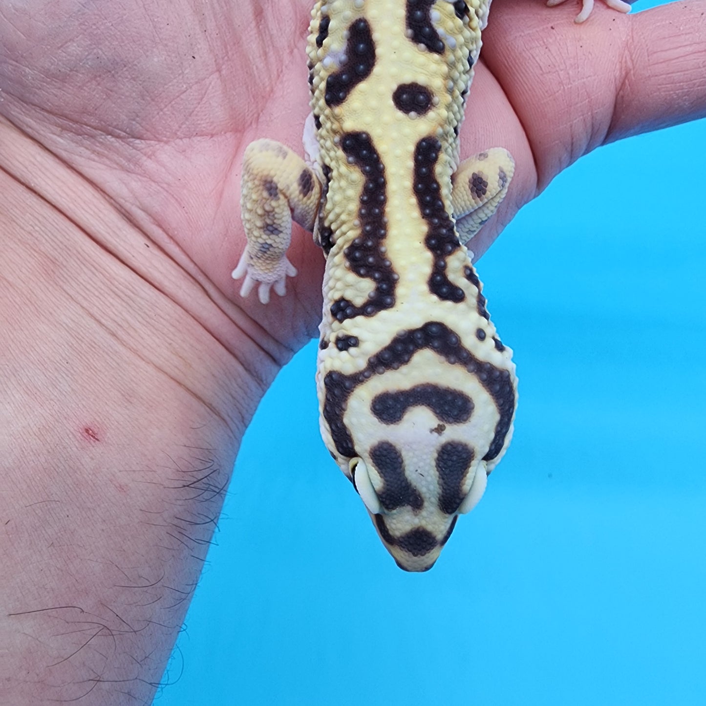 Male Highlighter Bold Stripe Halloween Mask Bandit